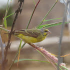 Yellow-fronted Canary