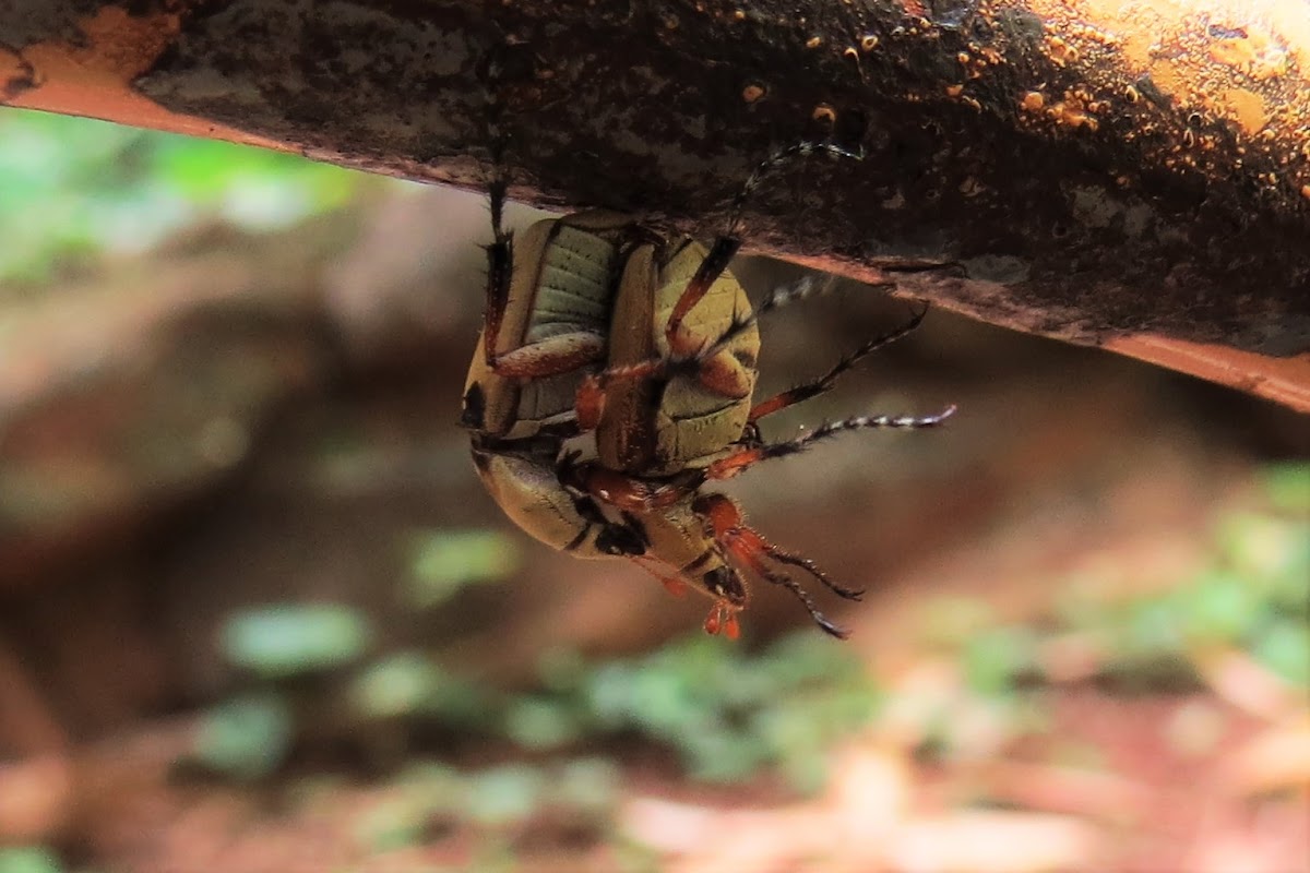 Beetle (couple)