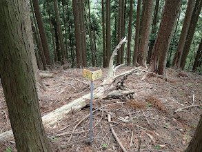 ここで左の尾根へ