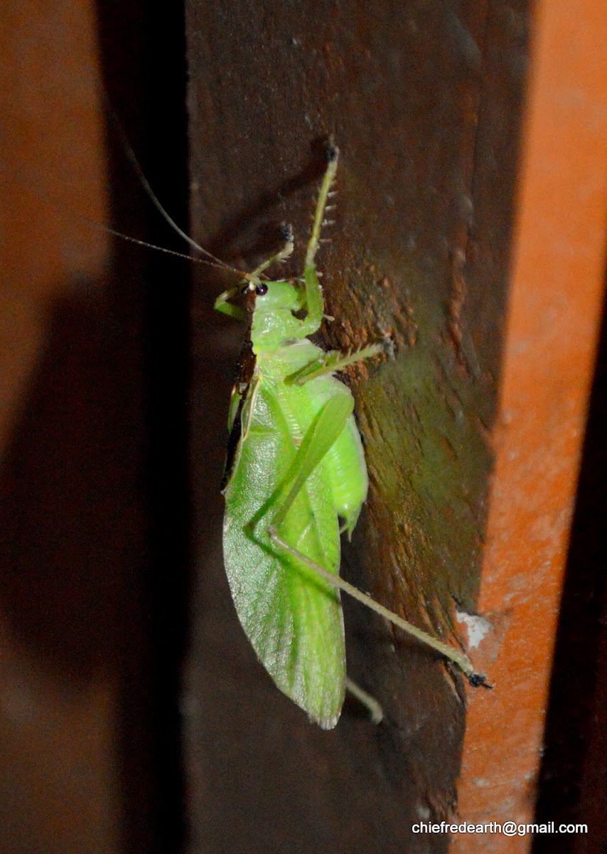 katydid