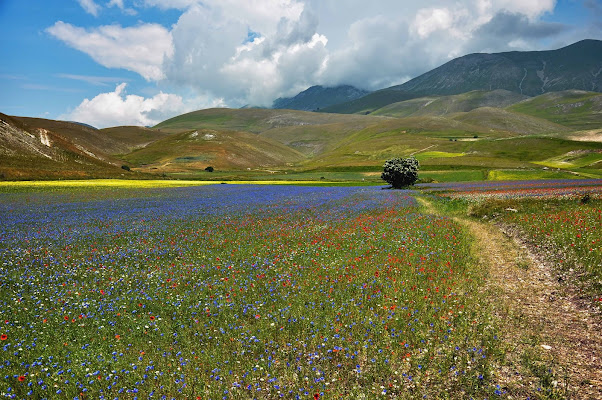 The road of flowers  La strada dei fiori di Concetta Caracciolo