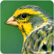 Spanish Timbrado Canary Sound : Canario Timbrado  Icon