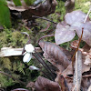 Hepatica (Sharp-lobed Liverleaf)