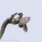 Green Woodpecker