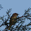 cisticola sp