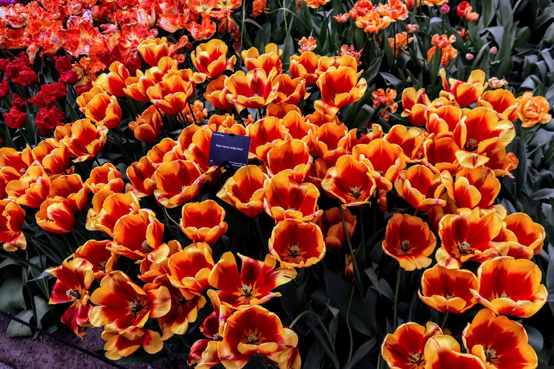 Парк Keukenhof, Ouddorp и Rotterdam "на закуску" - апрель 2017