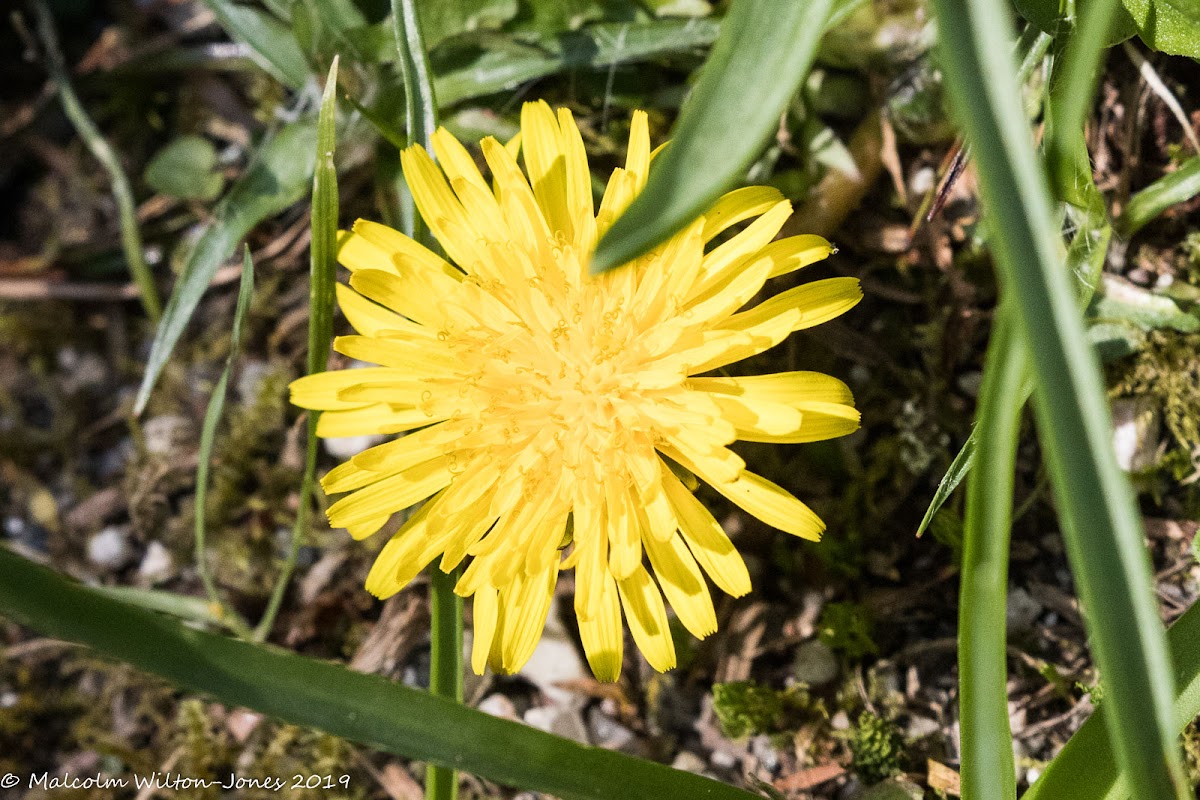 Dandelion