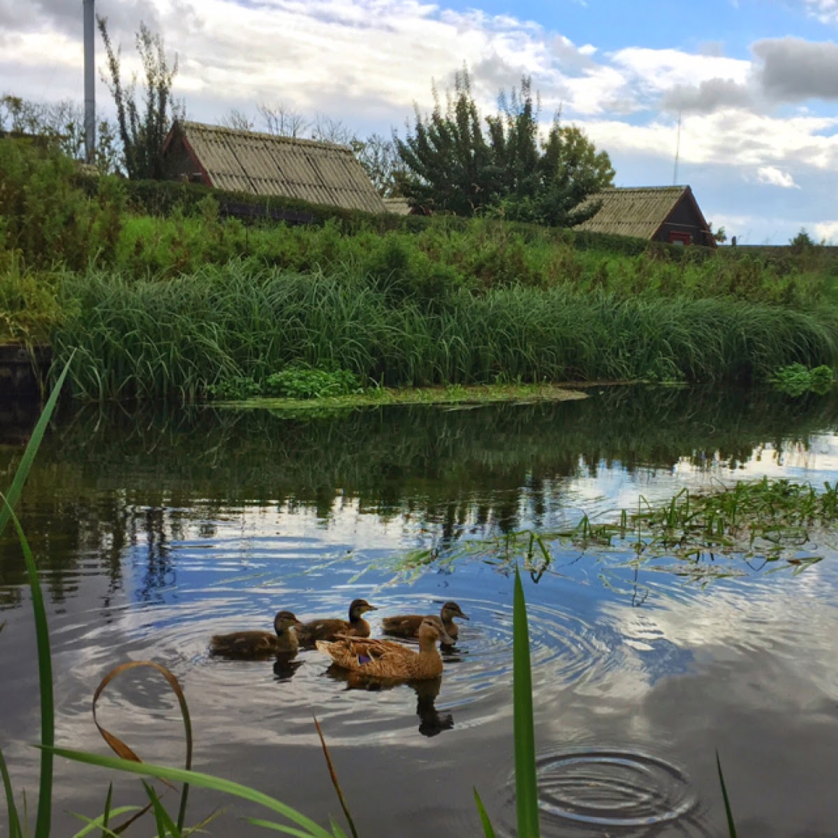 Mallard/Wild Duck