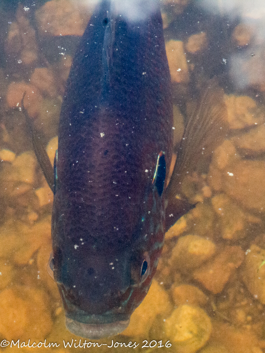 Bluegill Sunfish