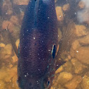 Bluegill Sunfish