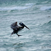 Brown Pelican