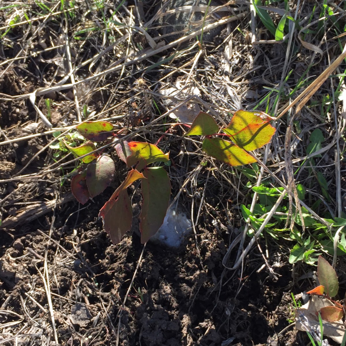 Oregon grape