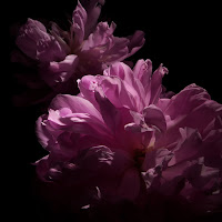 Peonia Lightpaint di 