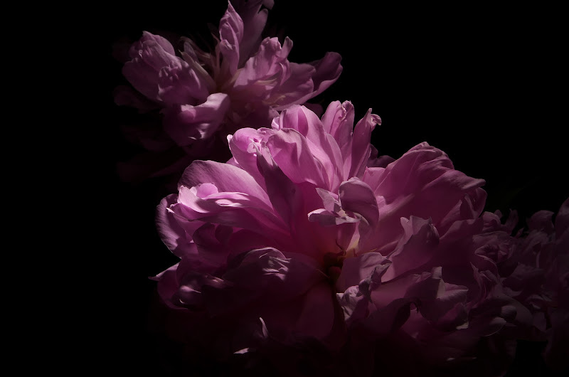 Peonia Lightpaint di giozanette89