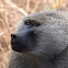 Babuino (Olive baboon)