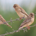 Black-throated Canary