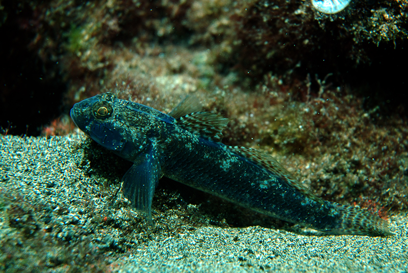 Black Goby