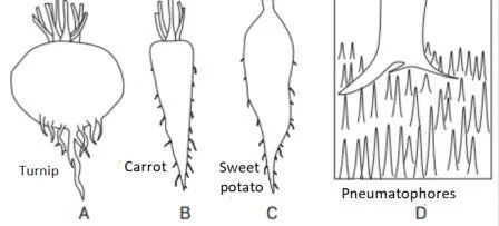 The Root