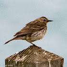 Rock Pipit