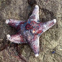 Star Fish