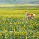 Pronghorn