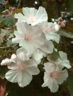 abutilon flowers