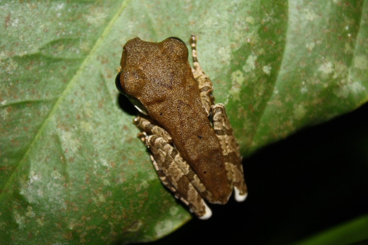 Sri Lanka Whipping Frog