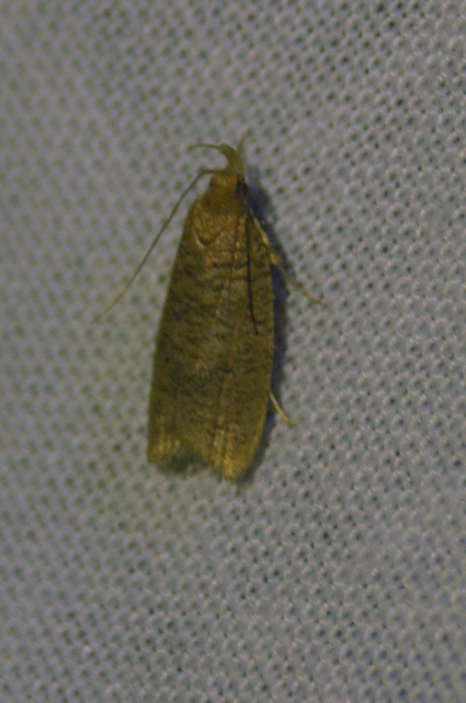 Psilocorsis Moth