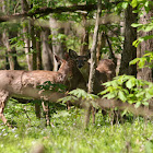 White-Tailed Deer