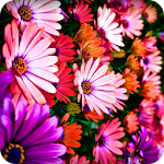 Cover Image of ダウンロード Colorful Flower Wallpaper 1.0 APK