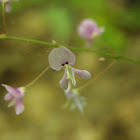 Nakedflower Ticktrefoil