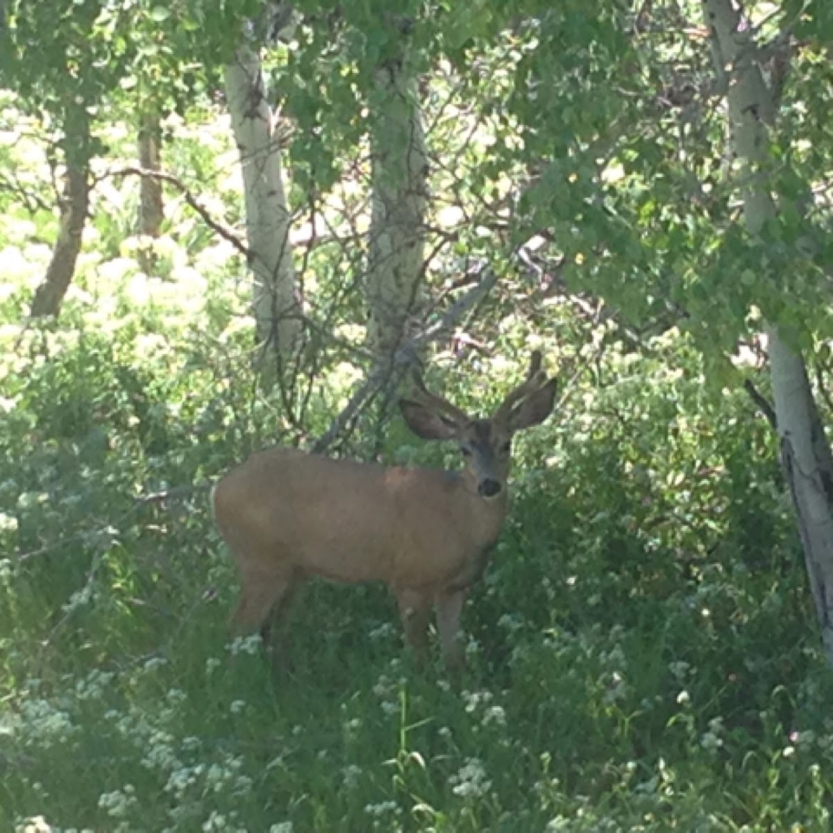 Mule Deer