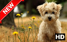 Cute Dogs Backgrounds  HD new  tabs small promo image