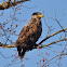 Immature Bald Eagle