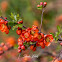 Flowering quince