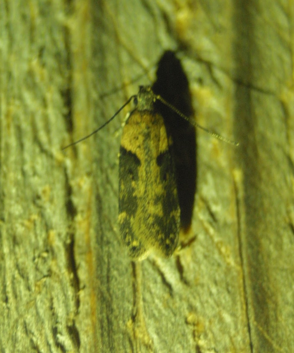 Black-smudged Chionodes Moth