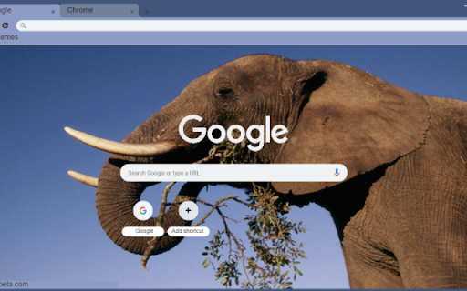 Elephant Preview 1