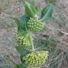 Green Comet Milkweed