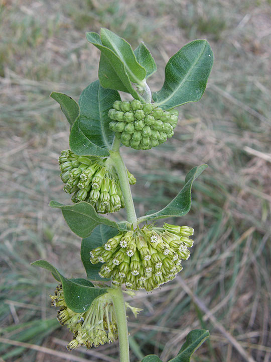 Green Comet Milkweed