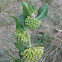 Green Comet Milkweed