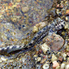 Mudskipper