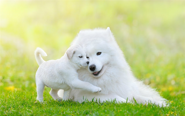 samoyed Themes & New Tab