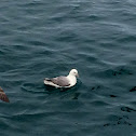 Northern Fulmar