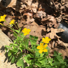 Common Yellow Wood Sorrel