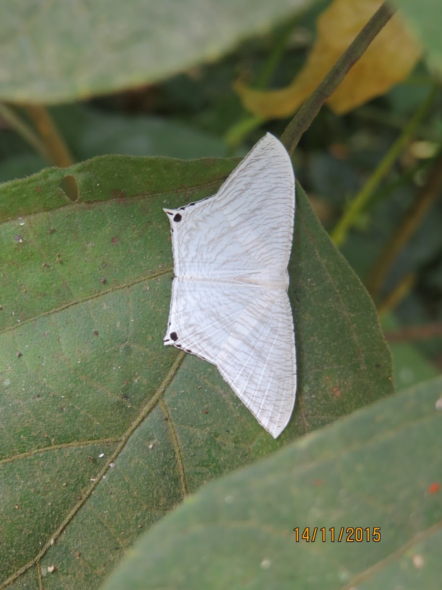 Uraniid Moth