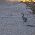 Cottontail rabbit