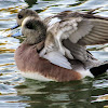 American Wigeon