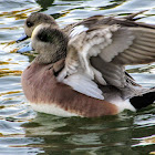 American Wigeon