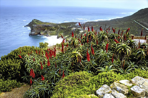 The dramatic view of the coast from Cape Point.