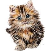 Cat breeds - Photos